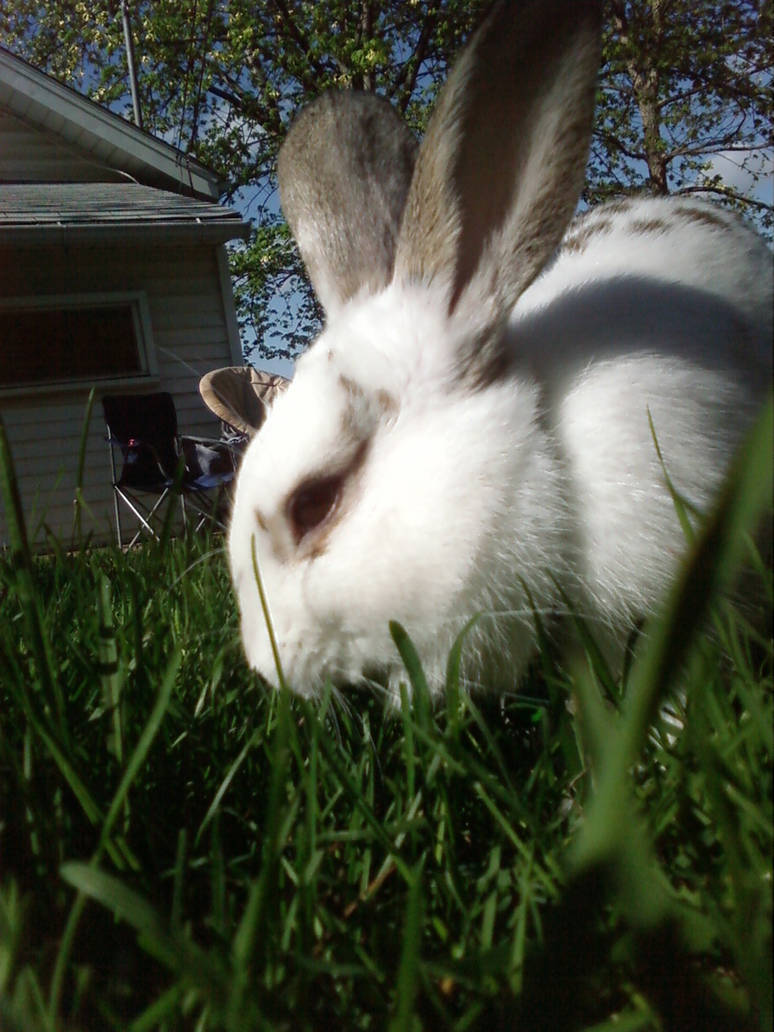 Kiko the bunny rabbit by MyRandomWordIsMeow on DeviantArt