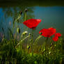 Poppies, poppies