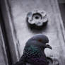 A pigeon portrait