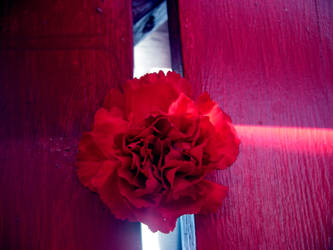 Carnation 2