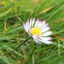 Daisy With Pink Tip Petals