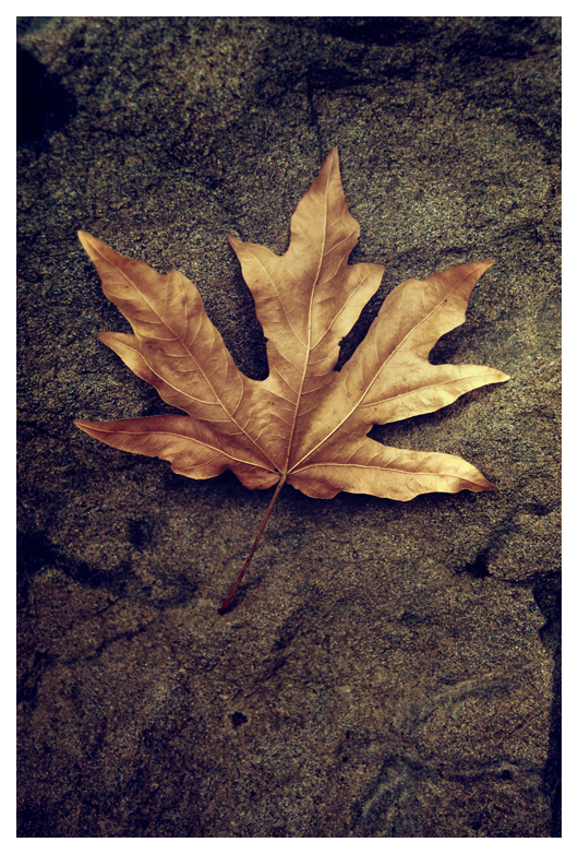 Leaf