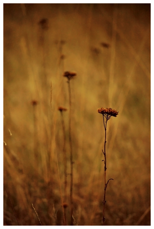 Fields in Trees