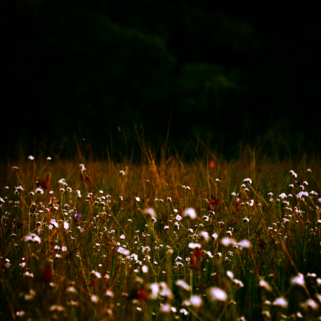 prairie study