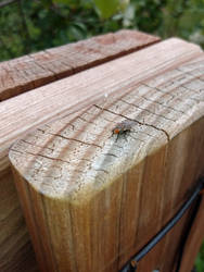 May 07, 2021 - Fly on a Fencepost