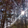Nov 07, 2022 - Sun Through the Pines