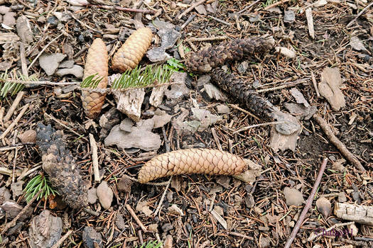 Mar 16, 2023 - The Pine Cones