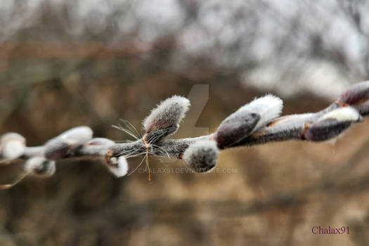 Mar 16, 2023 - Fuzzy Willow Catkins