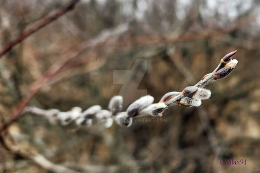 Mar 16, 2023 - Willow Branch Tip