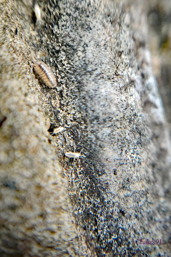 Aug 25, 2023 - Roly Polys I by Chalax91 on DeviantArt