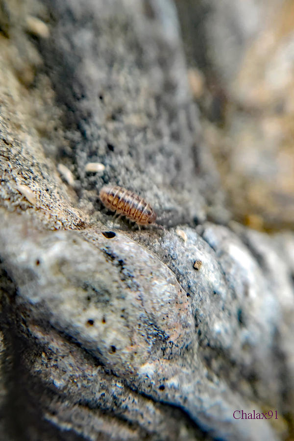 Aug 25, 2023 - Roly Polys II by Chalax91 on DeviantArt