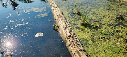 May 20, 2023 - Wetland Divide