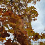 Nov 06, 2023 - Changing Autumn Leaves Horizontal