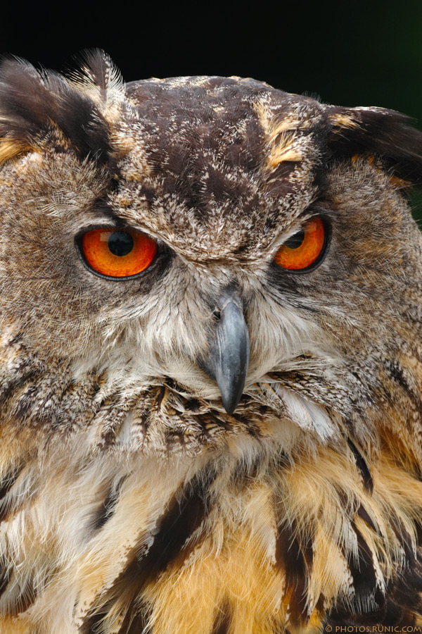 European Eagle Owl