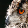 Focused On Dinner - Eagle Owl