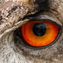 Got My Eye On You - Eagle Owl