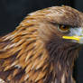Golden Eagle Stare