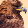 Regal Golden Eagle