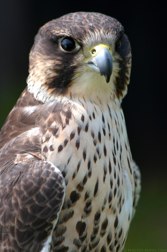 Lanner Falcon Stare