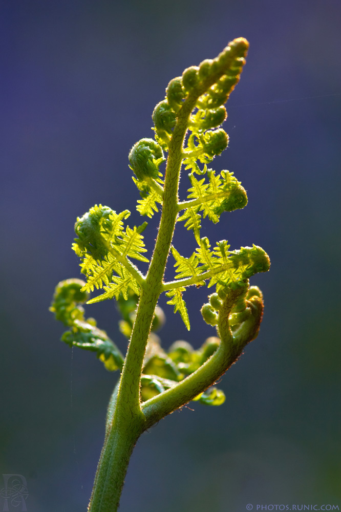 Fern Frond