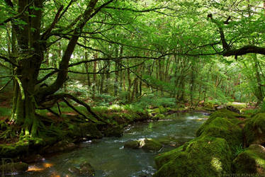 River Fowey at Golitha Falls