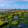 Green Rocks Of Millook