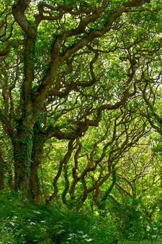 Millook Ancient Oaks