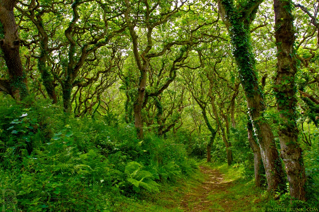 Path Through The Oaks