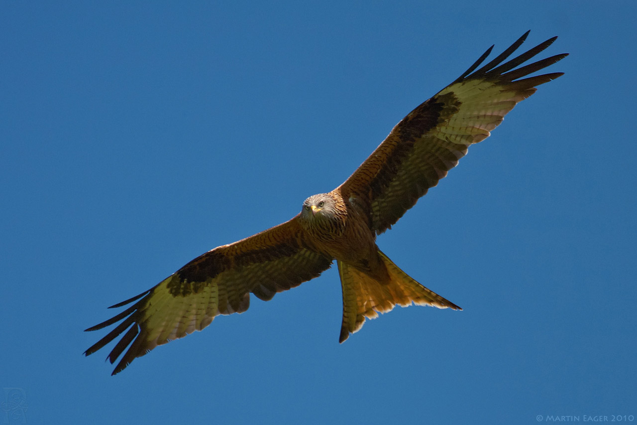 Red Kite