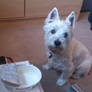 CAPTION TIME! Westie vs. Cheese