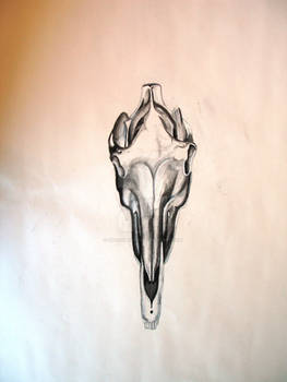 Horse's Skull