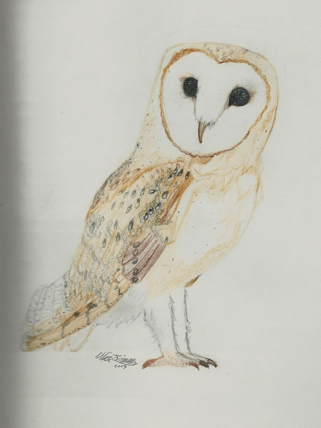 Barn Owl