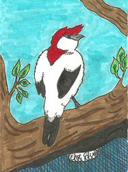 Soldadinho do araripe sketch card 4