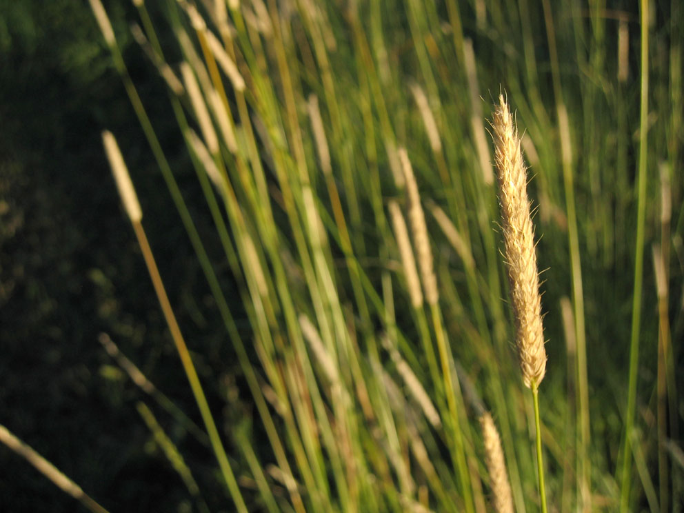 Timothy-grass