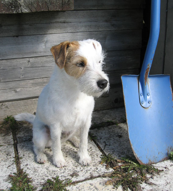 gardening