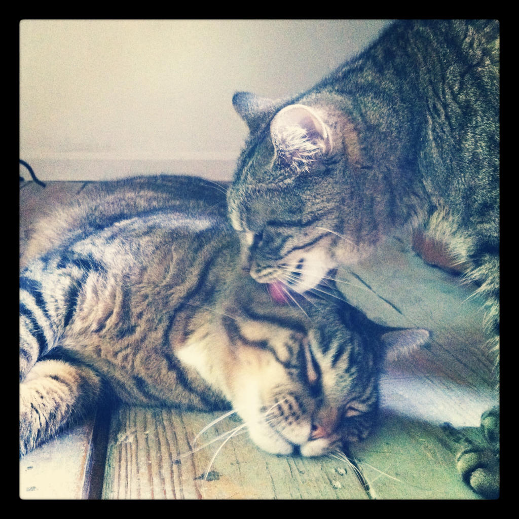 Kitten licking Eddie D'awwww! :3