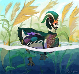 Wood Duck