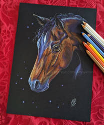 Horse portrait - colored pencils on black paper