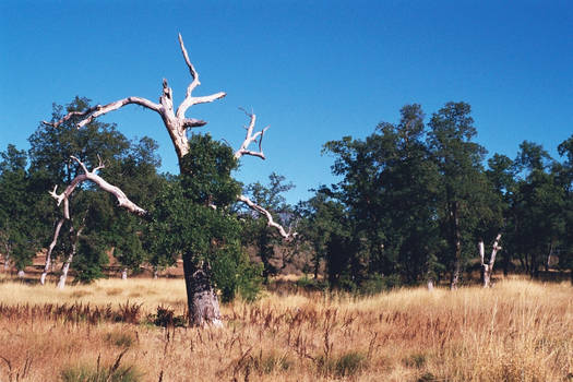 White Tree