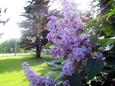 Lavender Flowers