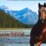 HP American Quarter Horse #5