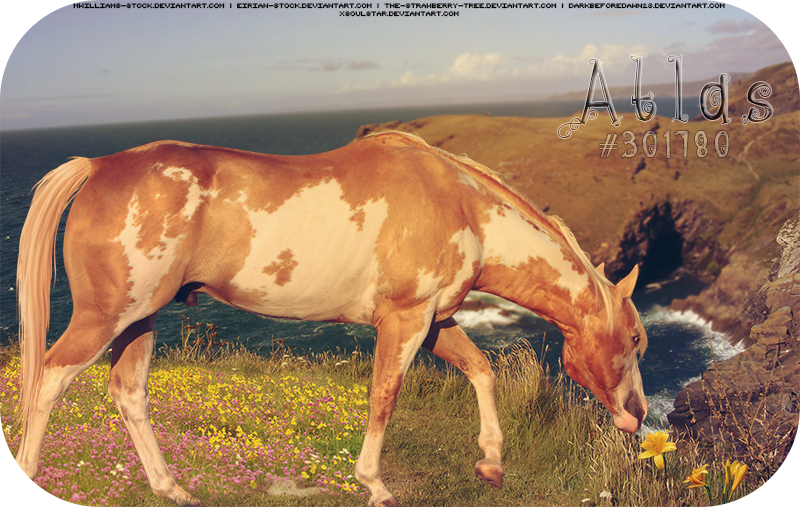 HP Paint Horse #2 by xsoulstar