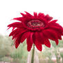 my red flower