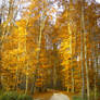 Autumn Gold III