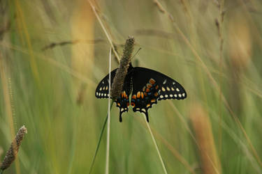 Butterflies