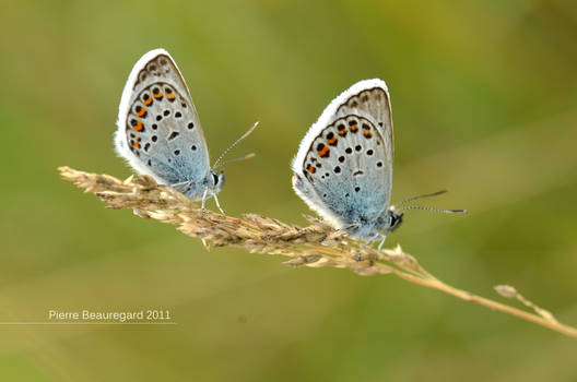 Synchronization of butterflies