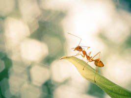 Ant