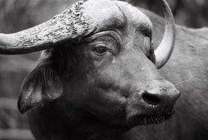 Cape buffalo 2 - Analog