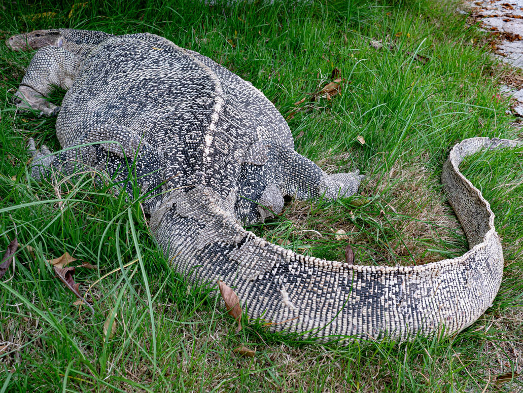 lizard = math.abs(unit) by IenYamasaki on DeviantArt