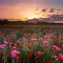 Kokai river poppy field 2 - Large Format